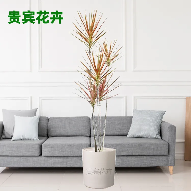 千年木七彩铁马尾铁室内净化空气网红绿植盆栽造型植物花卉盆栽