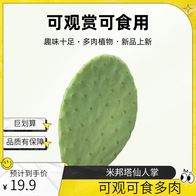 米邦塔仙人掌种植叶片可观赏食用的盆栽多肉植物5片