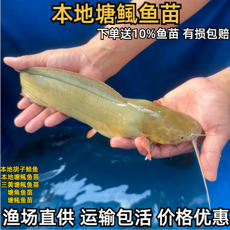 本地塘鲺鱼苗三黄塘鲺鱼苗观赏鱼苗活体冷水鱼耐活好养宠物鱼