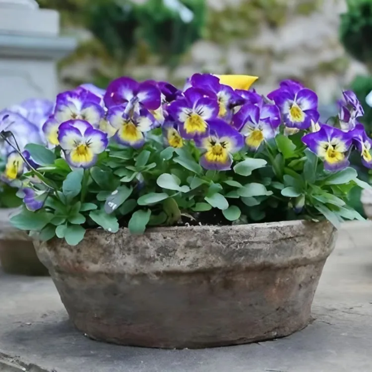 角堇花苗耐寒好养花期长适合阳台庭院种植绿植盆栽花卉