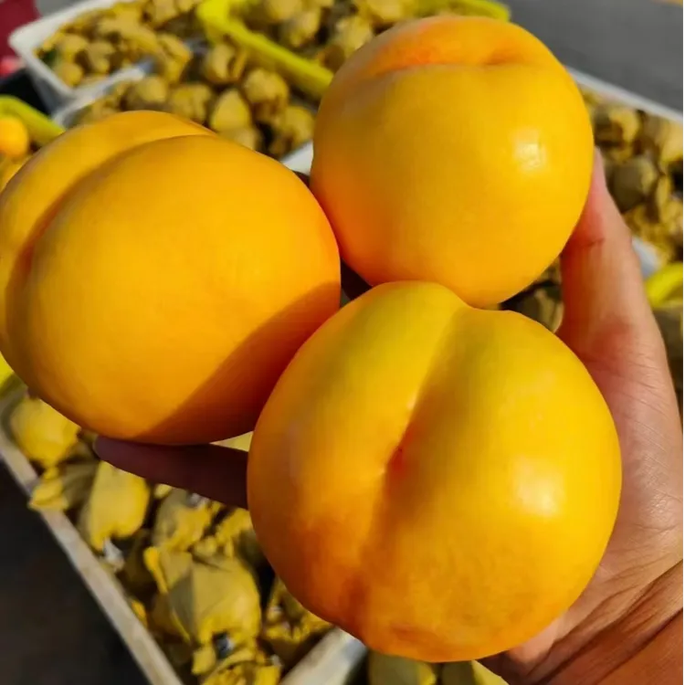 朝阳山地油桃-中油8号，香甜可口，桃香味浓厚