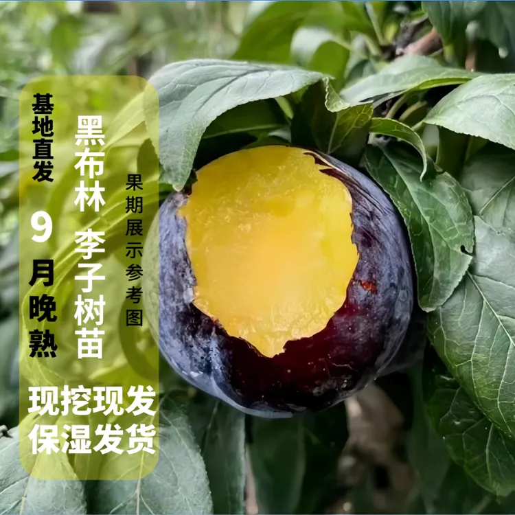 正宗黑布林李树苗嫁接李子果树苗自花授粉南北方种植现挖现发脱毒