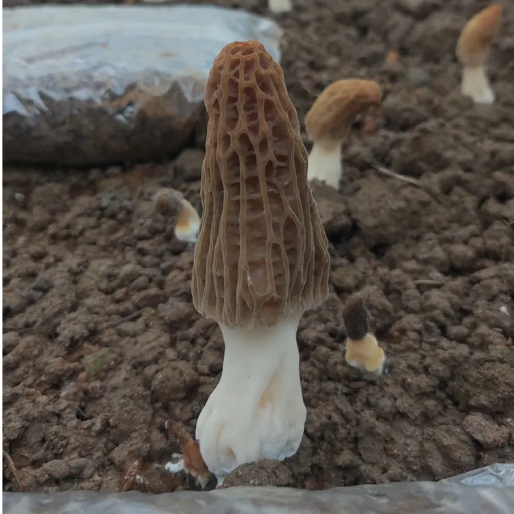 崇明本地羊肚菌宝宝菇生鲜南方