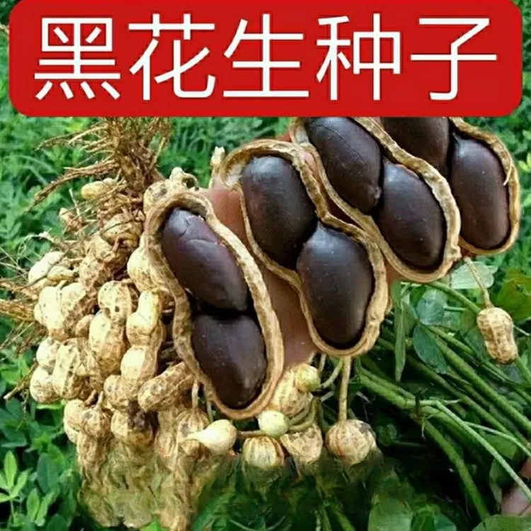 【富硒黑花生种子】四季种植盆栽地栽阳台小院种植