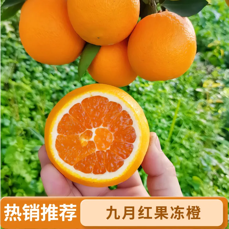 湖北三峡新鲜应季九月红果冻橙天然细嫩酸甜秭归脐橙当季特产现摘