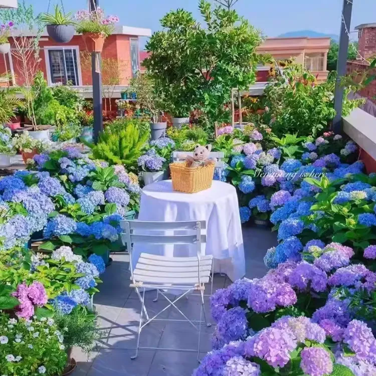 【W】绣球花种子四季播种开花多年生花种籽植庭院易活室外绣球花种商品图