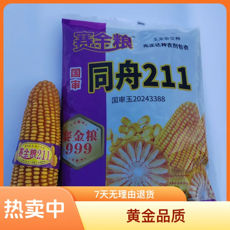 赛金粮同舟211玉米种矮杆大棒抗倒抗病细轴硬质粒高产玉米种子
