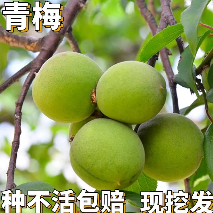 青梅树嫁接苗南北方庭院耐寒特大号果树果苗盆栽可食用当年结果