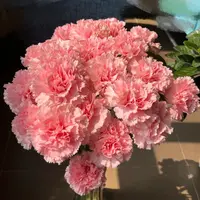 【粉色康乃馨10支】云南鲜花 全店任意两件升级顺丰送货上门