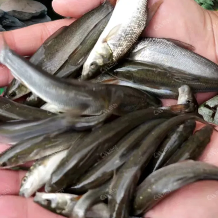 银鳕鱼水银淡水食用高档优质观赏鱼鱼苗养殖鲃鲃养殖包活大鳞鳕鱼