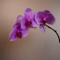 朝暮里蝴蝶兰（代号nk63）全花开花株发货