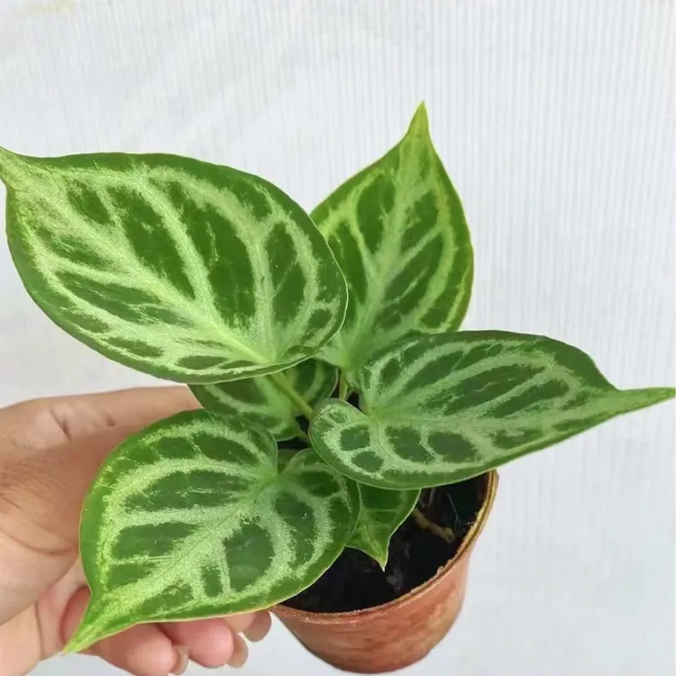 （银刷子花烛）室内观叶耐旱耐干好养绿植盆栽