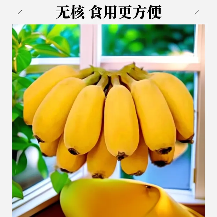 地道苹果蕉现摘果新发地特大糯青粉蕉当季新鲜水果适合产妇孕妇食