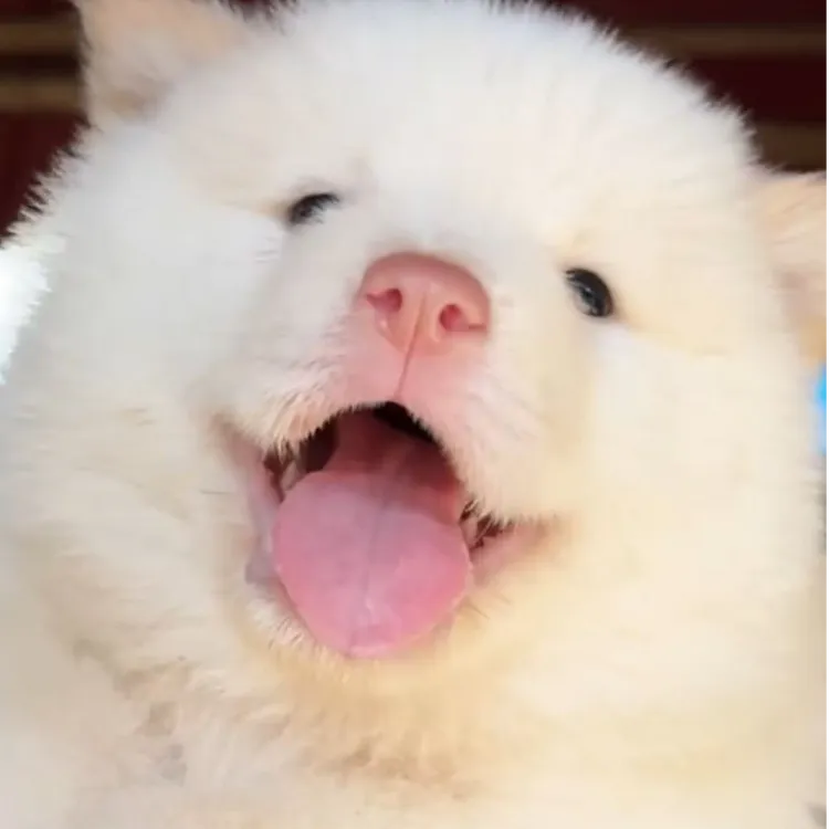 多谢与土松田园犬