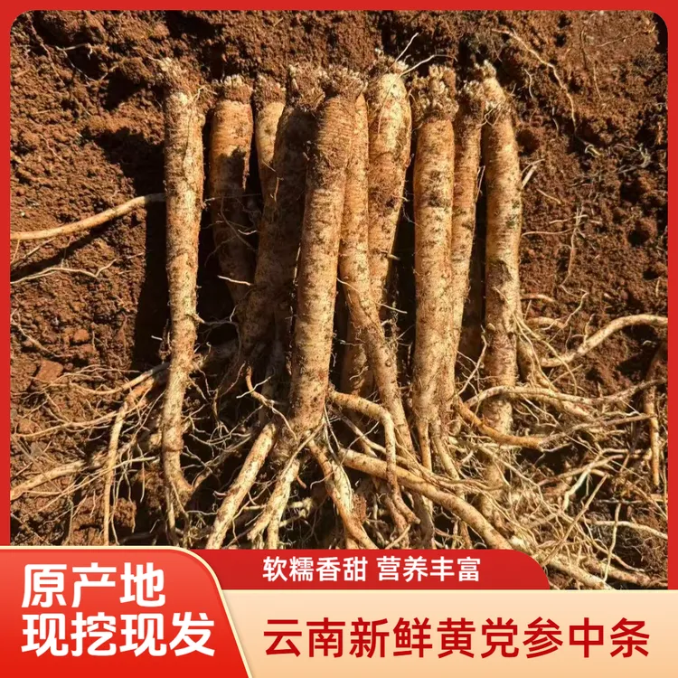 云南高山原产地新鲜黄党参中条