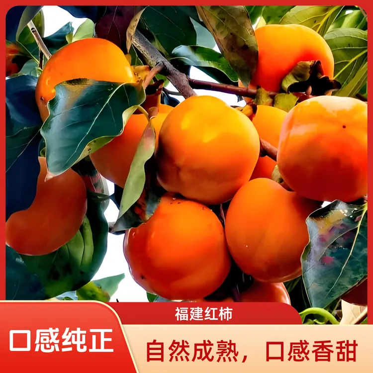 【中通好快】福建永定红柿流心蜜甜柿子红柿子熟柿子香甜可口现摘现卖