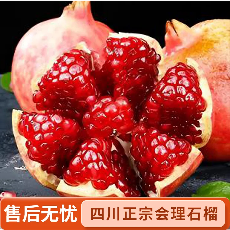 现摘现发【四川会理】软籽石榴爆汁新鲜水果突尼斯当季采摘采大果