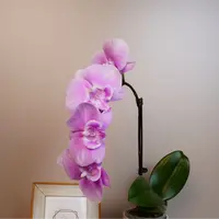 悠花里蝴蝶兰 3.0寸【雨露】全花开花珠发货