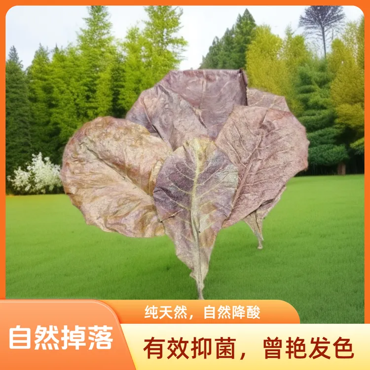 精选榄仁叶斗鱼专用水质ph调节剂榄仁叶可调节鱼缸酸碱度