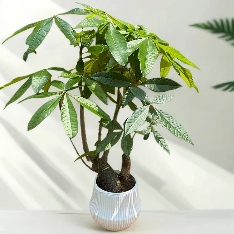 水培发财树小森林奇趣造型盆栽室内办公室桌面花卉绿植净化空气