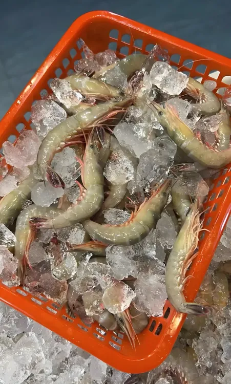 【阿儿海鲜】舟山野生滑皮虾新鲜速冻250g/盒