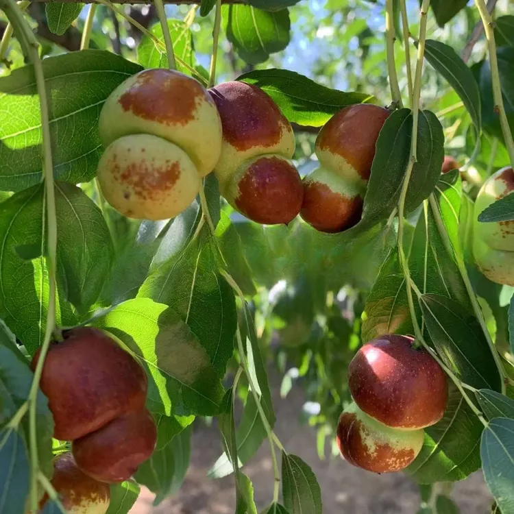 【2年苗2颗】葫芦枣树苗南北方庭院地栽果树盆地栽嫁接枣子树苗