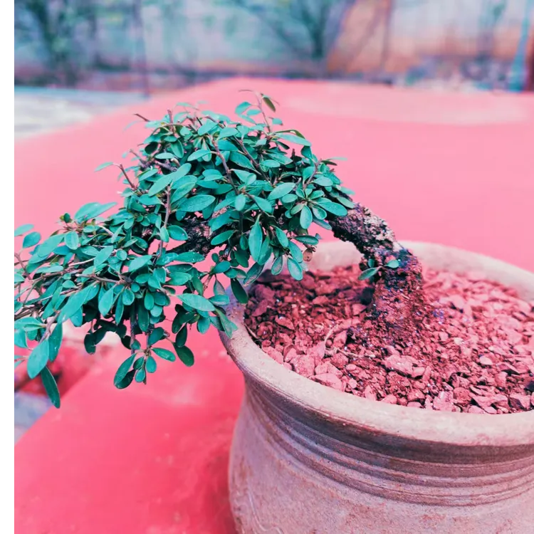 米叶老鹰刺微盆景，绿植养护有风险，不支持七天无理由，脱盆带土球