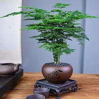 文竹盆栽室内舍得文竹盆栽绿植花卉家用土培四季长青云竹盆景带盆