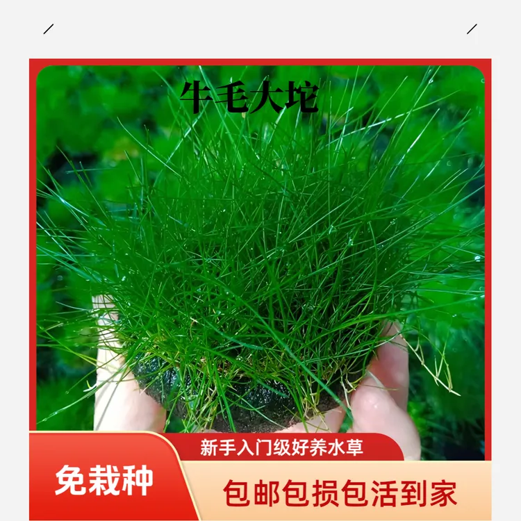 牛毛坨草活体水草新手好养免栽种增氧净水淡水植物前中景鱼缸造景