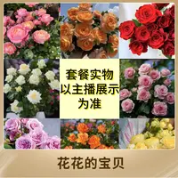 李氏【四盆新手套餐】芳香四季开花花卉盆栽多分支易养护种植发货