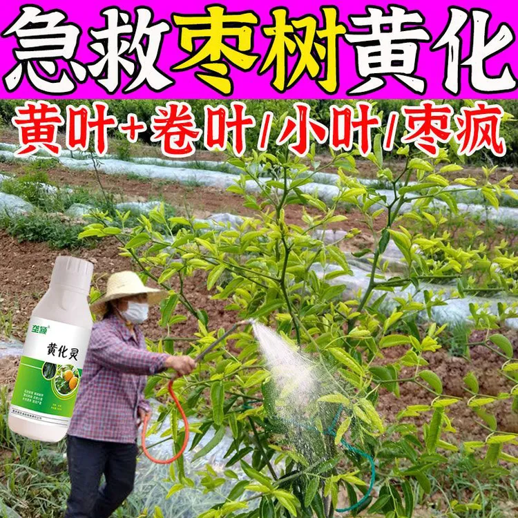 枣树黄化专用黄化灵枣树黄叶黄化病卷叶病毒病枣树黄化专用叶面肥