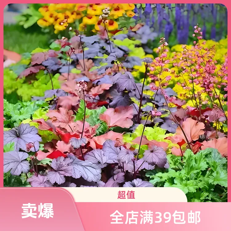 矾根绿植盆栽多色组合四季观叶庭院耐寒耐阴花卉苗