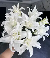 【大聪明卖花】白凤凰重瓣百合云南直发鲜花家居水养鲜花花束客厅