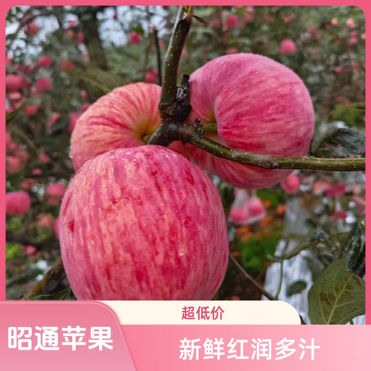 昭通新世纪苹果新鲜应季水果产地直发维C丰富脆甜可口