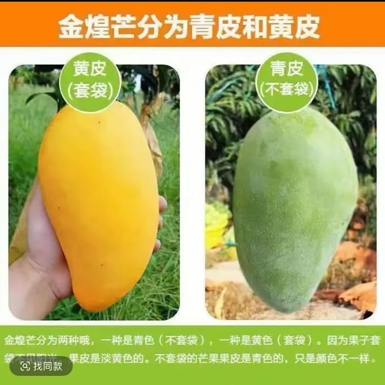 【晓愉专属】广西正宗金煌芒黄皮大芒果黄皮芒果香甜多汁应季水果
