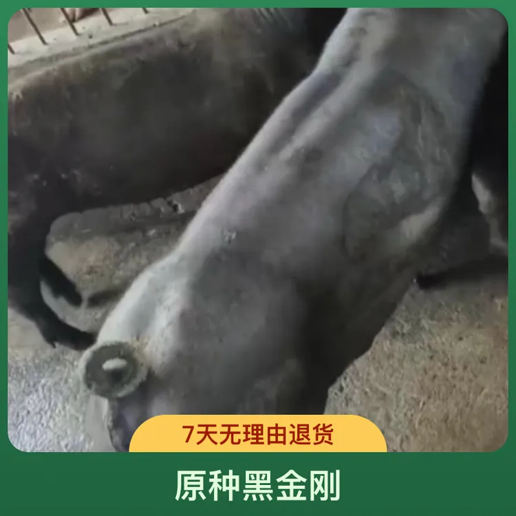 原种黑金刚-国寿黑种猪 猪精液