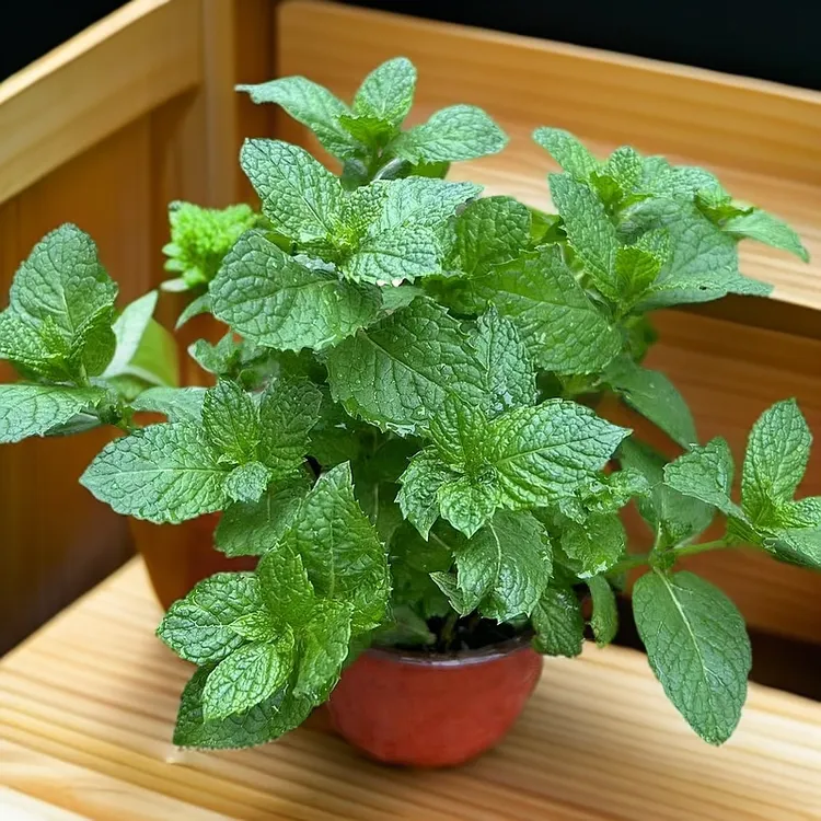 薄荷盆栽新鲜薄荷苗迷迭香多年生阳台庭院观赏可食用绿叶绿植苗