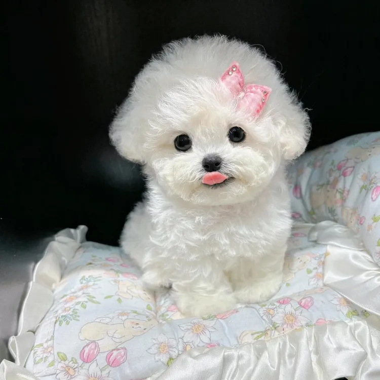 纯种小体韩系比熊西高地犬比格犬萨摩耶宠物活体售卖