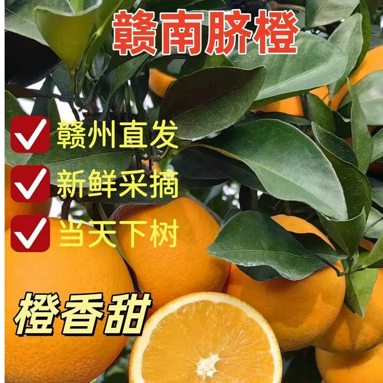 【双11让利】赣南脐橙新鲜现摘3/5/10斤橙香四溢源头直发脆爽香甜