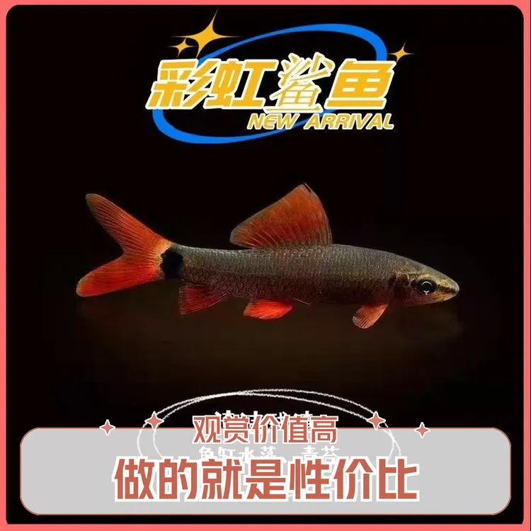 彩虹鲨可混养清洁工具清道夫吃残渣观赏鱼群游金鱼狮子头蝴蝶鲤