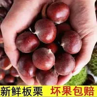 【买3斤送2斤】新鲜现摘高山板栗清脆甘甜鲜香生栗子丨送栗爪