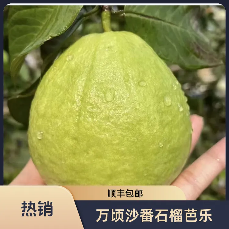 广州南沙脆爽清甜珍珠番石榴新鲜奶油采摘脆甜芭乐健康当季水果