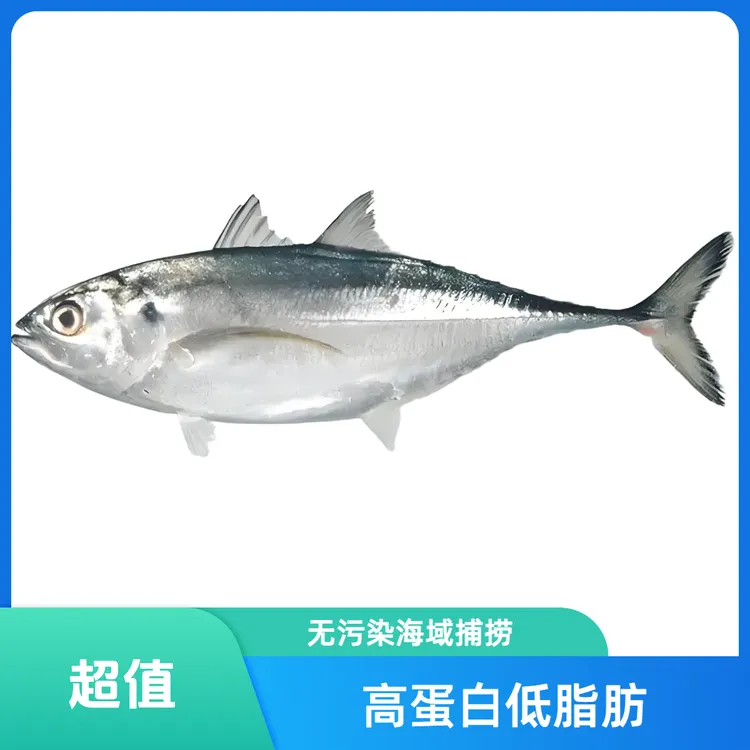 非养殖深海铁甲鱼大甲鲹红肉蛋白无小刺红烧顺丰包邮