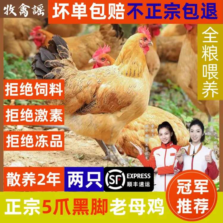 （2只）2年黑脚黄油老母鸡散养土鸡母鸡煲汤带内脏2只净重：5.6-6斤