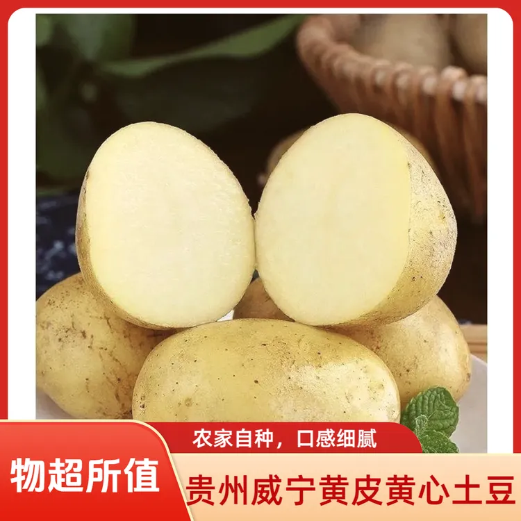 贵州威宁黄皮黄心土豆沙糯粉面炒菜必备蔬菜