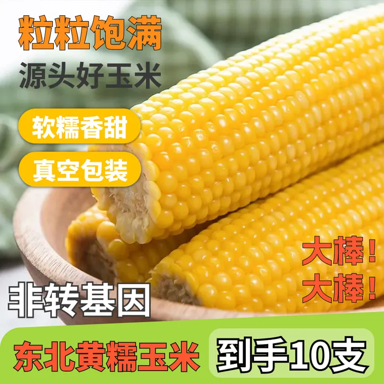 东北黄糯玉米棒新鲜甜糯玉米低脂代餐现摘200-300克10根黄糯玉米