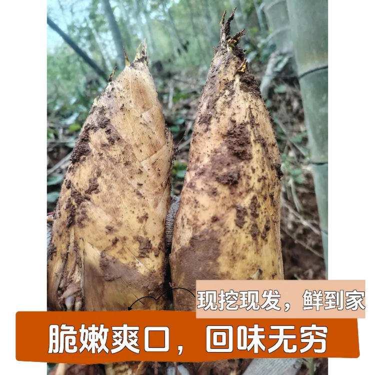 江西野生冬笋  新鲜现挖  竹笋 