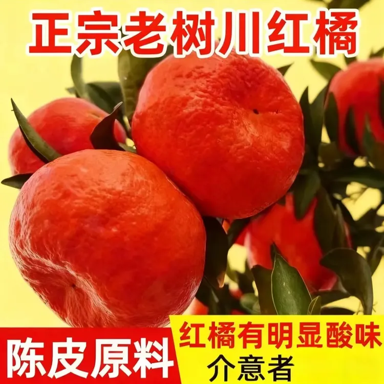 正宗四川老树古红橘当季新鲜现摘酸甜可口可做陈皮原料
