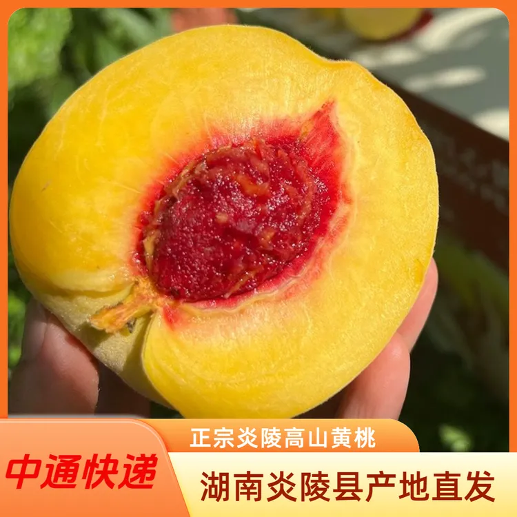 【中通】正宗炎陵黄桃湖南株洲红心黄桃锦绣爆甜爽脆新鲜头茬果