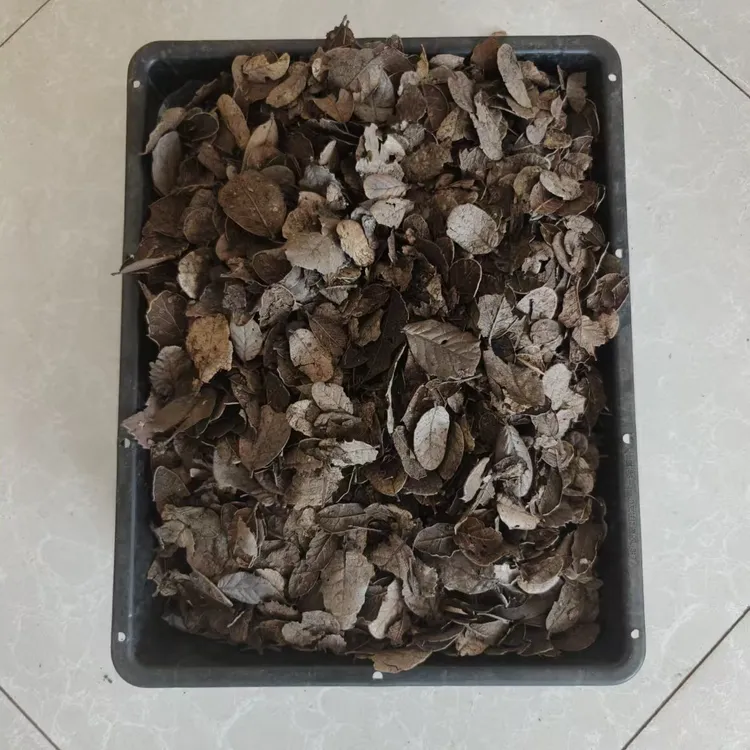包邮云南传统营养土刺栗叶发酵腐熟栗树叶耳叶兰花植料莲瓣兰配料